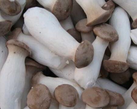 食用菌的機械干制