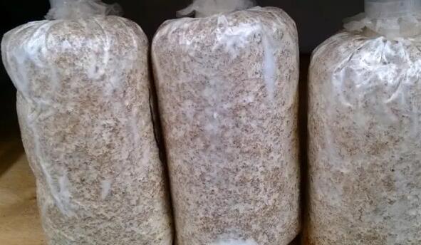 食用菌菌種液體石蠟保藏法